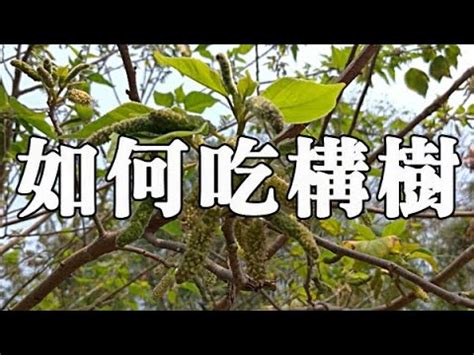 鹿仔入藥構樹功效|構樹｜亞泥生態園區官方網站植物生態－花蓮生態復